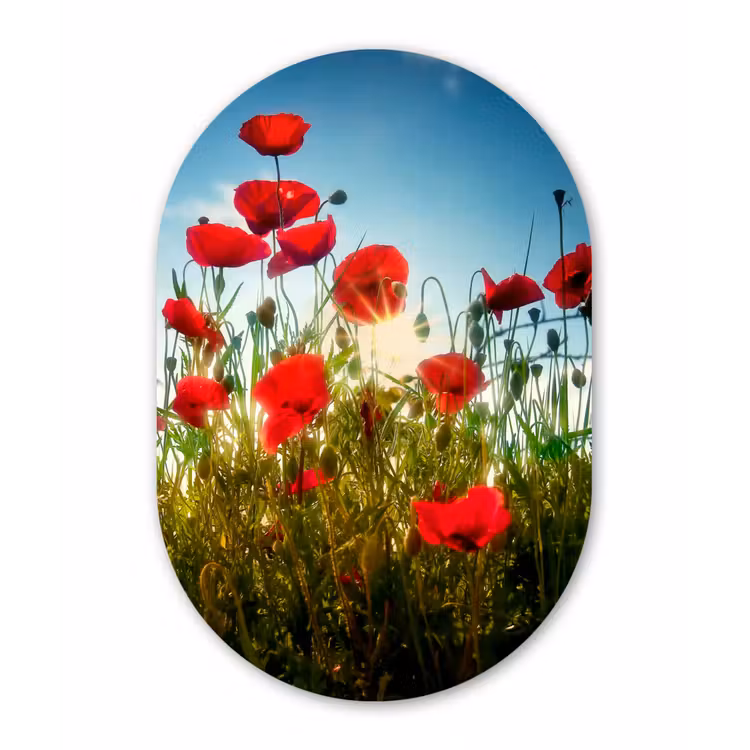 Klaprozen - Toscane - Zon - Rood - Blauw Wandcirkel Ovaal Forex klein -3d