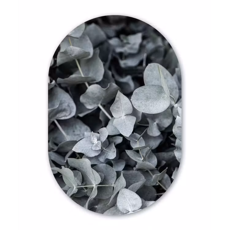 Natuur - Planten - Eucalyptus - Bladeren Wandcirkel Ovaal Forex klein -3d