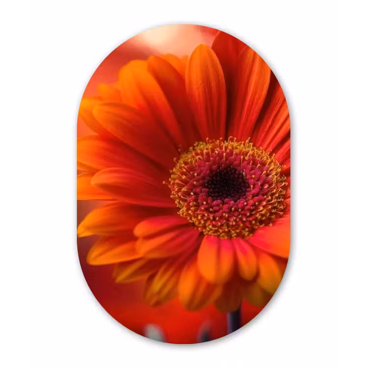 Oranje - Gerbera - Intens Wandcirkel Ovaal Forex klein -3d