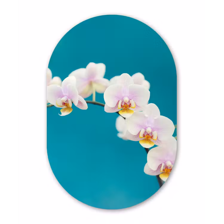 Orchidee - Bloemen - Plant - Wit - Paars Wandcirkel Ovaal Forex klein -3d