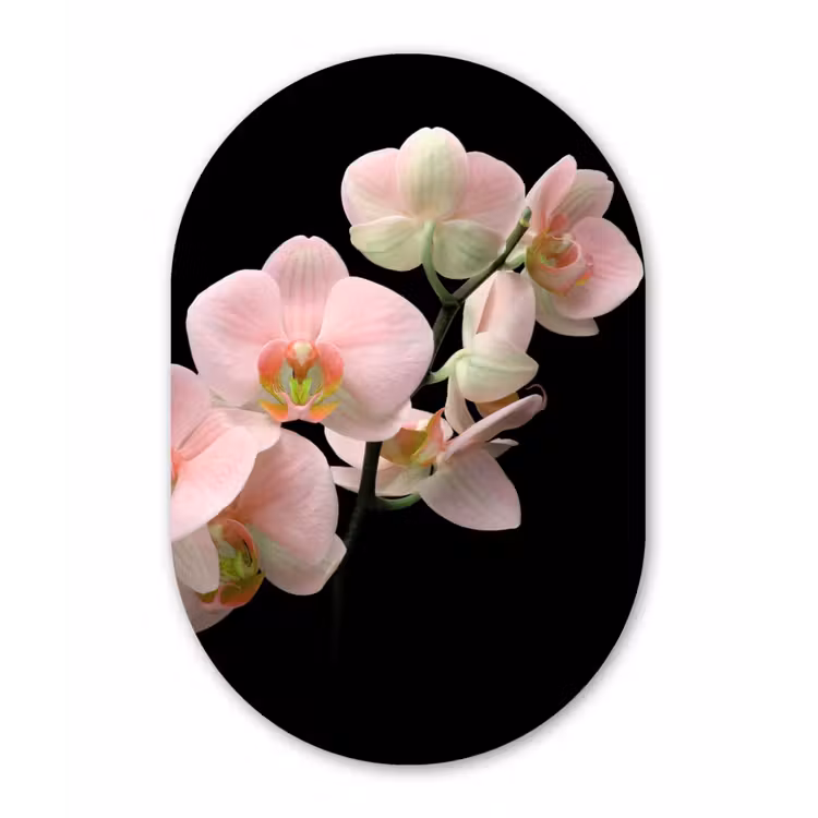 Orchidee - Bloemen - Roze - Stilleven - Flora Wandcirkel Ovaal Forex klein -3d