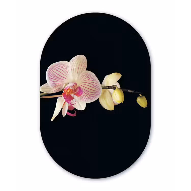 Orchidee - Bloemen - Zwart - Roze - Knoppen Wandcirkel Ovaal Forex klein -3d