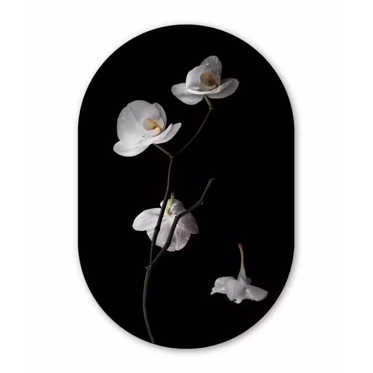Orchidee - Bloemen - Zwart - Wit - Stilleven Wandcirkel Ovaal Forex klein -3d