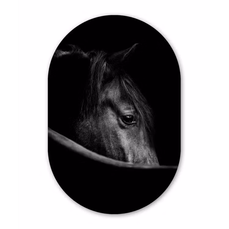 Paarden - Portret - Zwart - Dieren Wandcirkel Ovaal Forex klein -3d