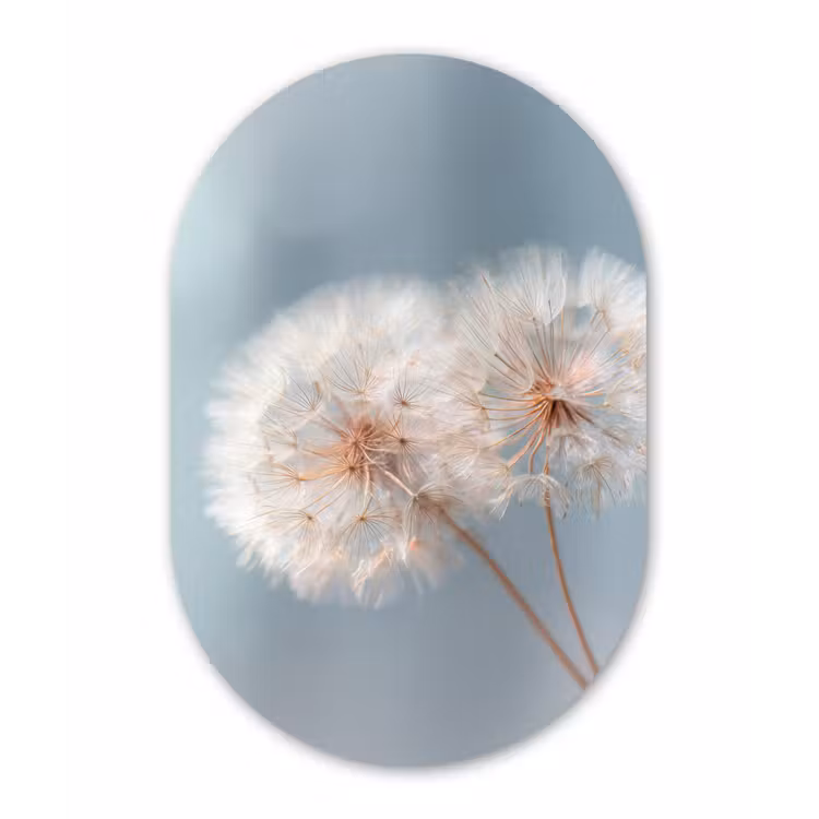Paardenbloemen - Pluisjes - Wit Wandcirkel Ovaal Forex klein -3d