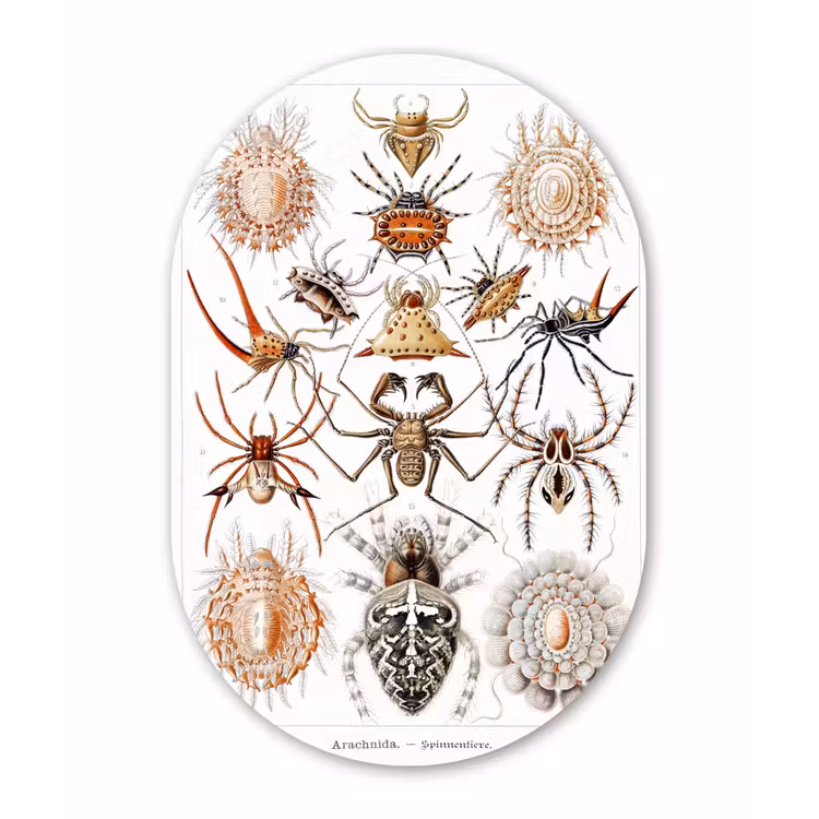 Retro - Spin - Ernst Haeckel - Spinnen Wandcirkel Ovaal Forex klein -3d