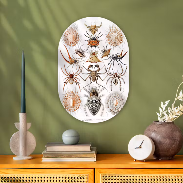 Retro - Spin - Ernst Haeckel - Spinnen Wandcirkel Ovaal Forex klein -sfeer2
