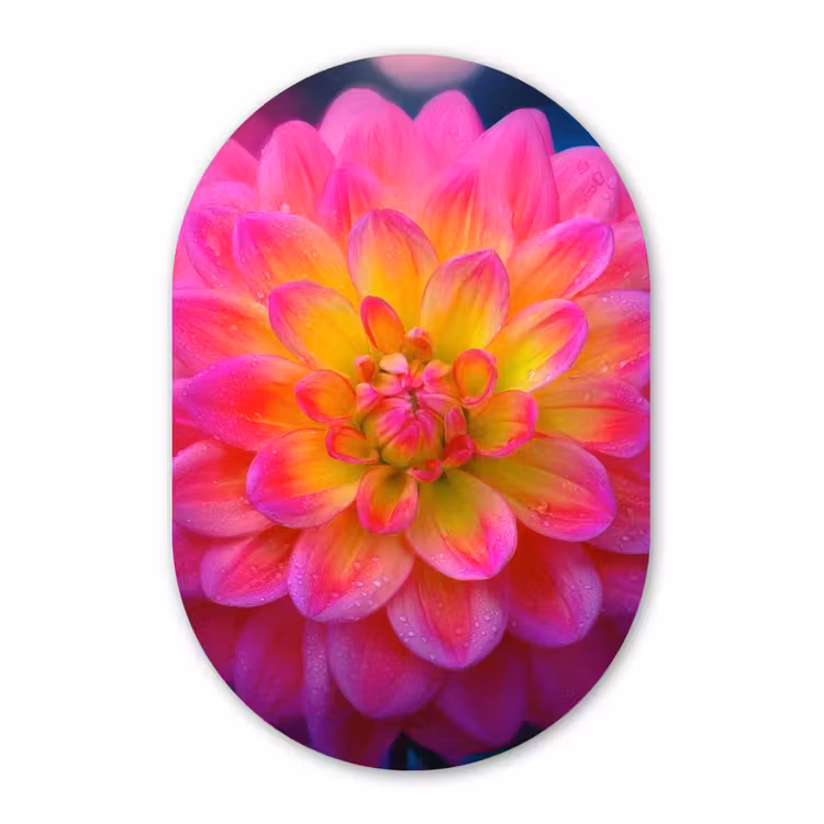 Roze - Dahlia - Kleurrijk Wandcirkel Ovaal Forex klein -3d
