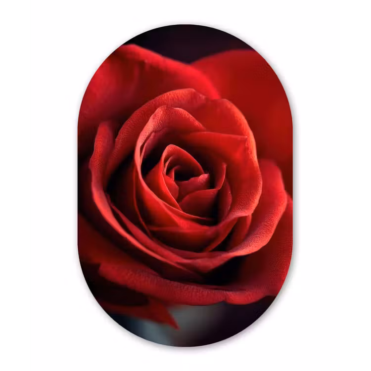 Rood - Roos - Romantisch Wandcirkel Ovaal Forex klein -3d