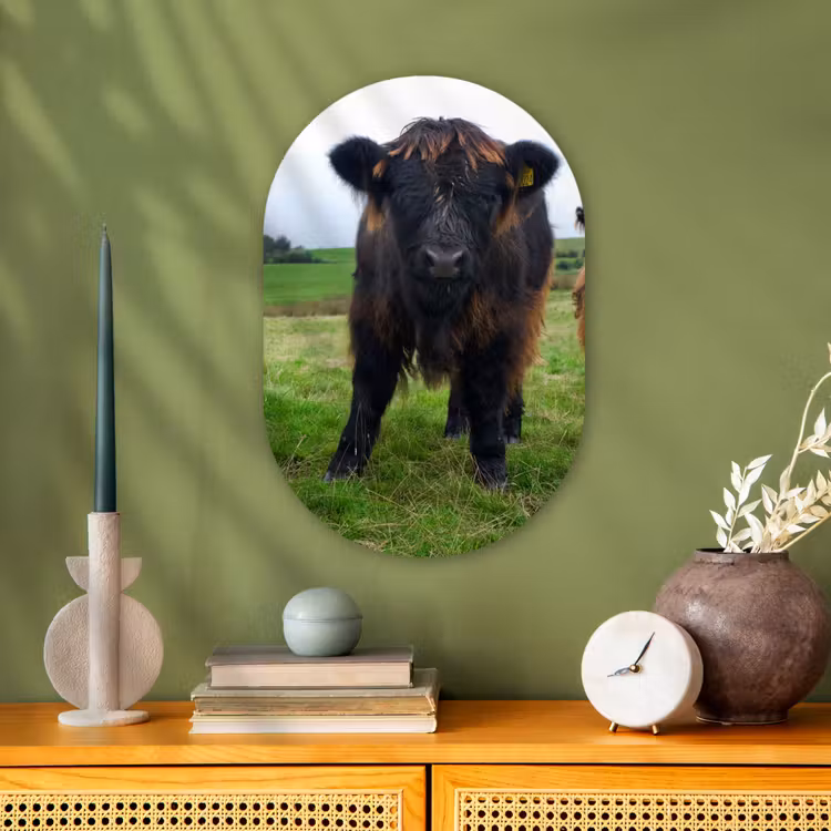 Schotse hooglander - Koeien - Natuur - Groen - Gras Wandcirkel Ovaal Forex klein -sfeer2