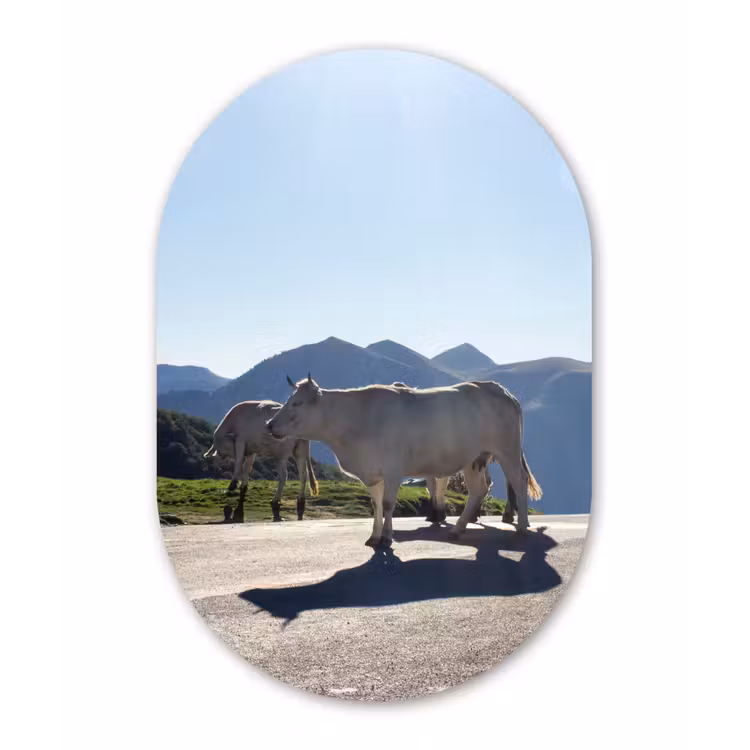 Schotse hooglander - Licht - Berg - Natuur Wandcirkel Ovaal Forex klein -3d