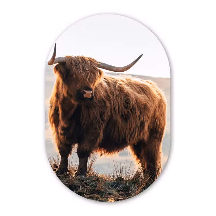 Schotse hooglander - Dieren - Landelijk - Landschap - Koe - Natuur Wandcirkel Ovaal Forex klein -3d