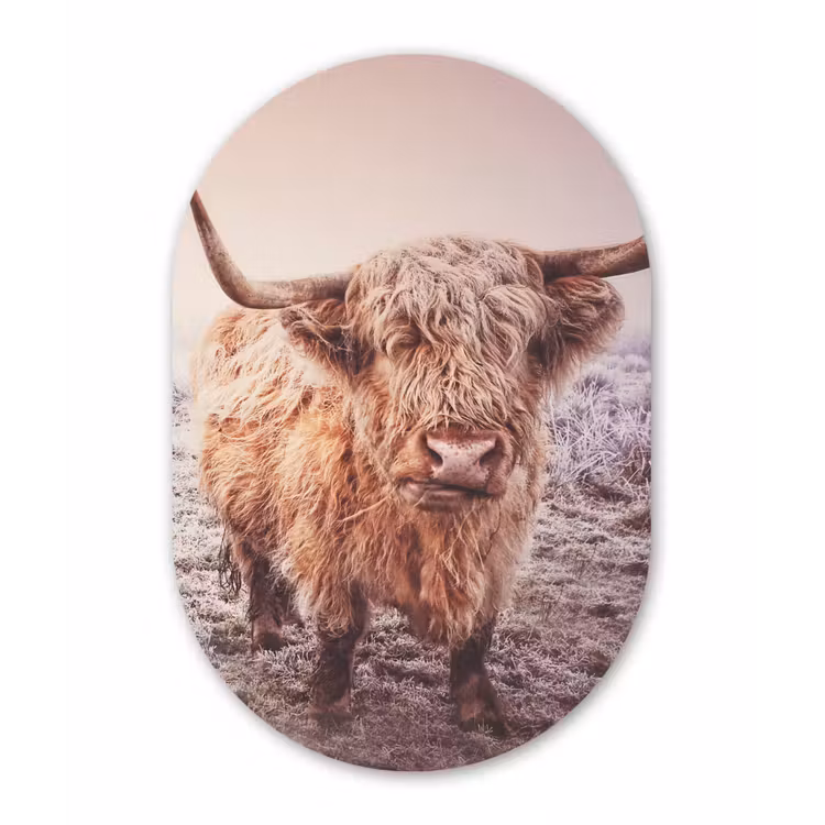 Schotse hooglanders - Licht - Lucht - Natuur Wandcirkel Ovaal Forex klein -3d