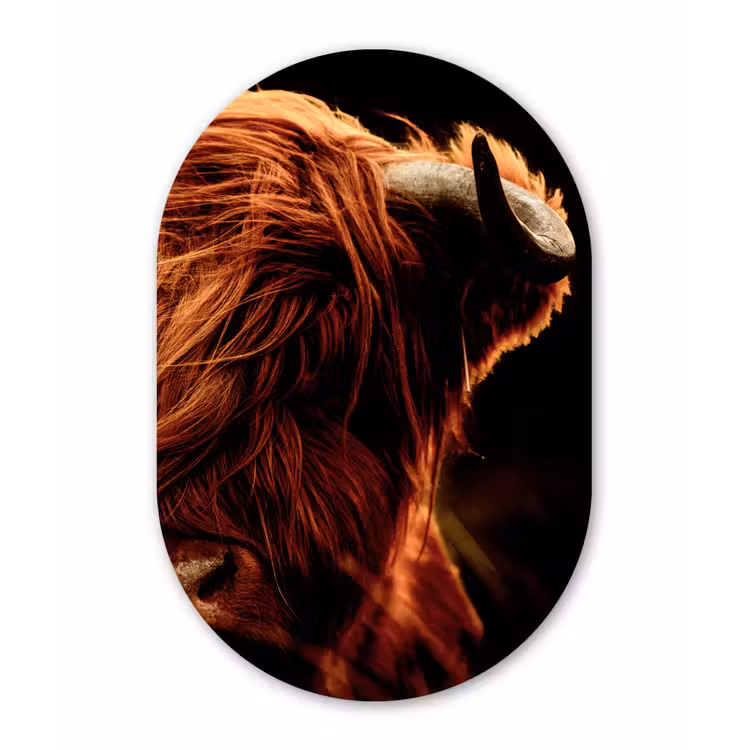 Schotse hooglander - Koe - Hoorns - Portret - Dieren Wandcirkel Ovaal Forex klein -3d