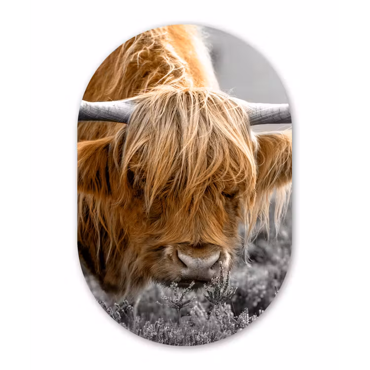 Schotse Hooglander - Dieren - Bruin - Koe - Zwart - Wit - Natuur Wandcirkel Ovaal Forex klein -3d