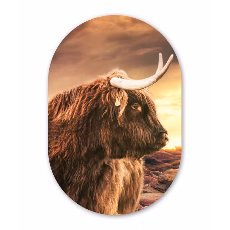 Schotse hooglander - Zon - Horizon - Koe - Dieren Wandcirkel Ovaal Forex klein -3d
