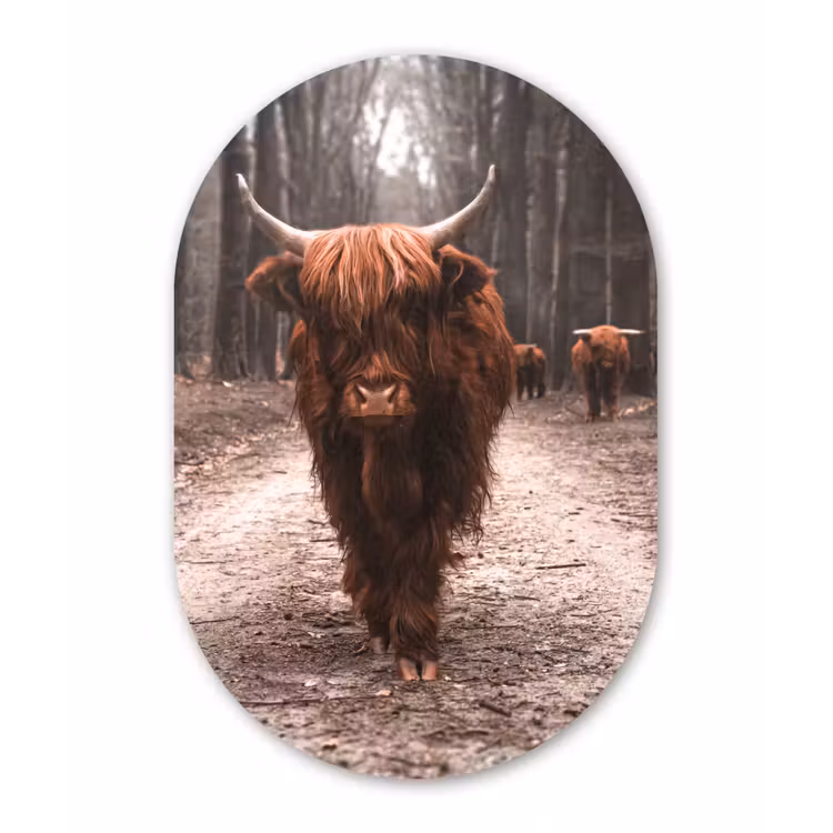 Schotse hooglander - Bos - Koe - Dieren - Natuur Wandcirkel Ovaal Forex klein -3d
