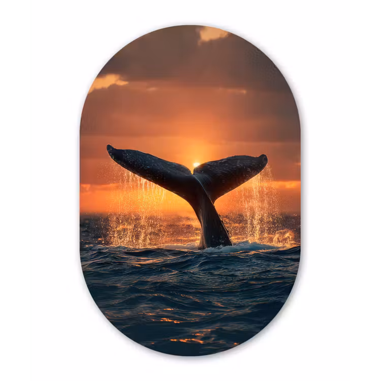 Walvis staart - Water - Zonsondergang Wandcirkel Ovaal Forex klein -3d