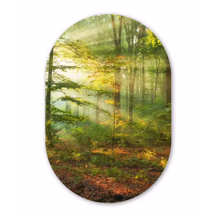 Zon - Bos - Bomen - Natuur - Herfst Wandcirkel Ovaal Forex klein -3d