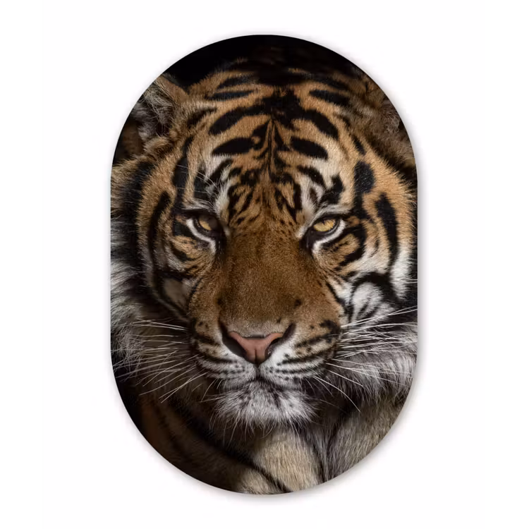 Tijger - Wilde dieren - Portret Wandcirkel Ovaal Forex klein -3d