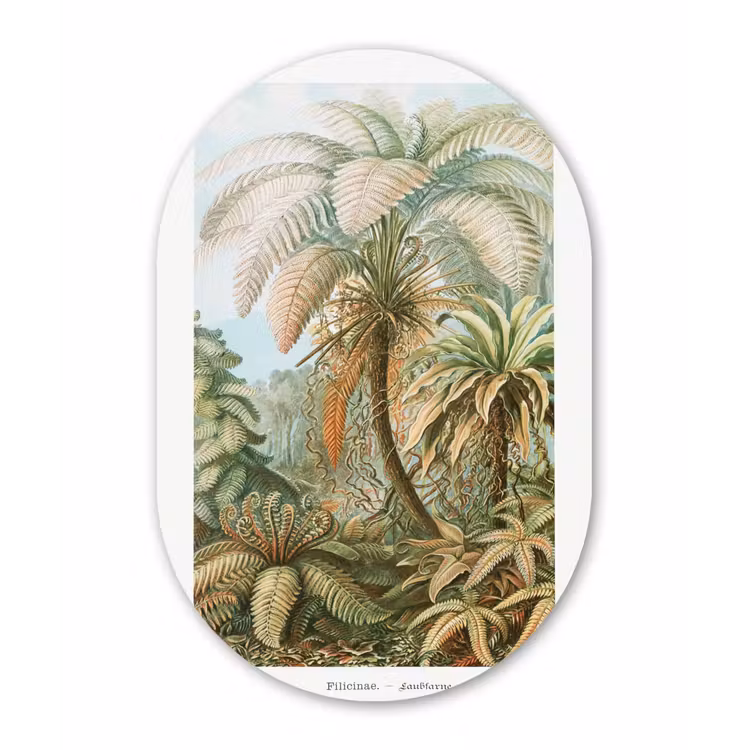 Filicinae - Vintage - Oude meesters - Varens Wandcirkel Ovaal Forex klein -3d