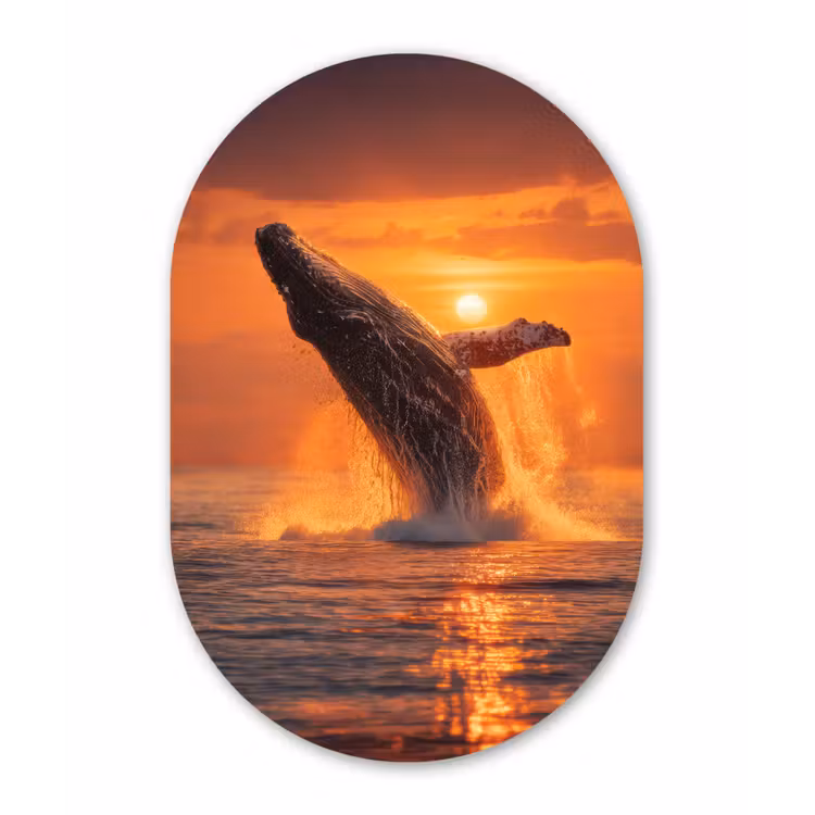 Walvis - Zon - Zee Wandcirkel Ovaal Forex klein -3d