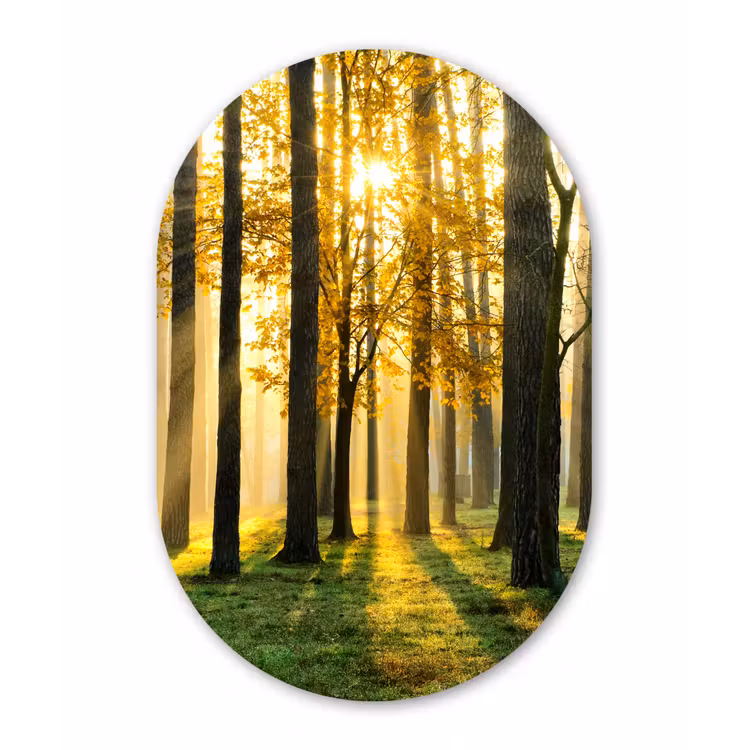 Bos - Zon - Bomen - Gras - Landschap - Natuur Wandcirkel Ovaal Forex klein -3d