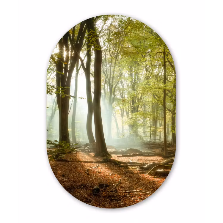 Bos - Zon - Seizoenen - Landschap Wandcirkel Ovaal Forex klein -3d
