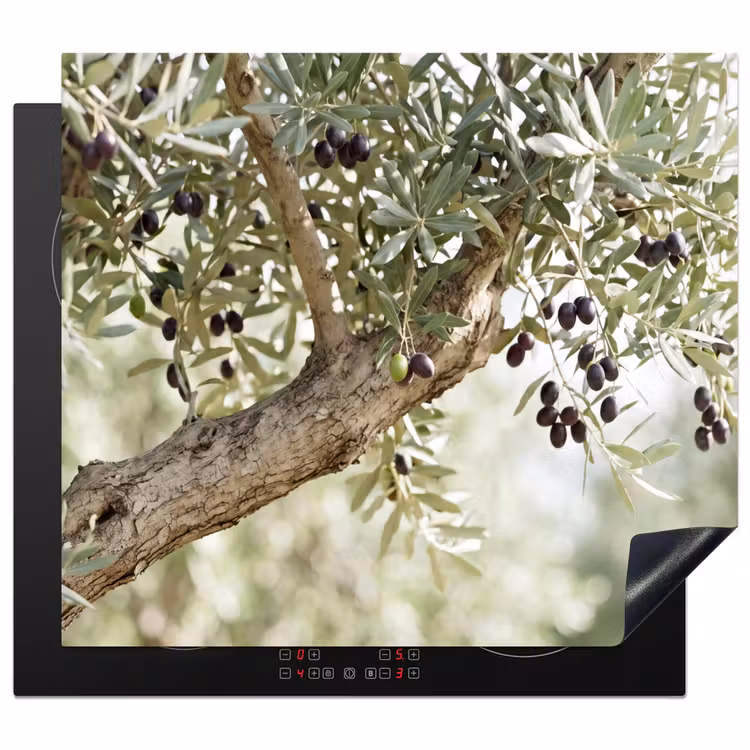 Herdabdeckplatte - Olivenbaum – Zweig – grün - Olijfboom - tak - groen Inductie beschermer vinyl 3mm middel