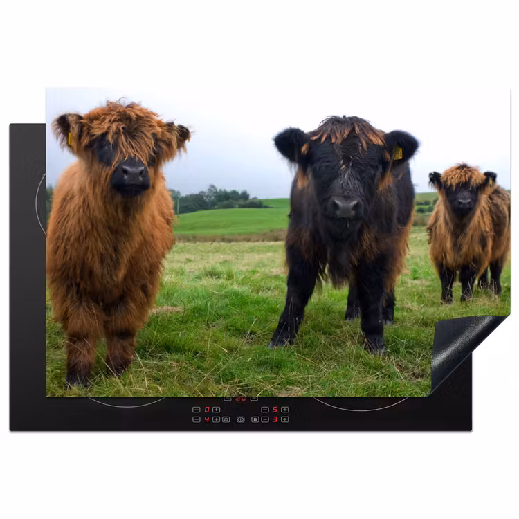 Herdabdeckplatte - Schottische Highlander - Kühe - Natur - Grün - Gras