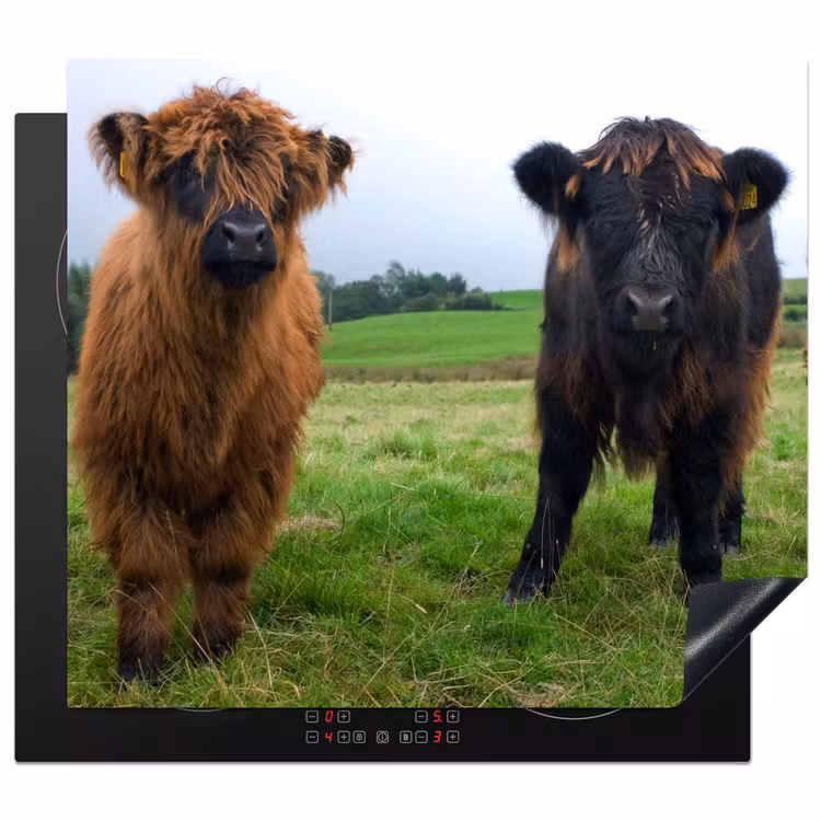 Herdabdeckplatte - Schottische Highlander - Kühe - Natur - Grün - Gras