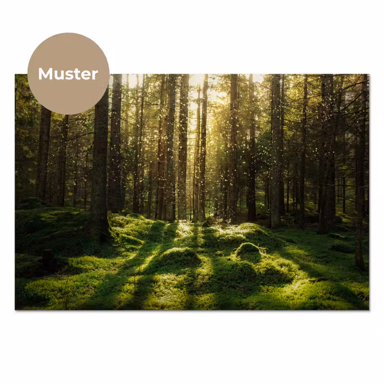 Bomen - Bos - Mos - Planten - Zon - Natuur keuken achterwand sample klein -3d_DE