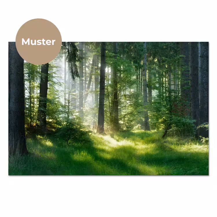 Natuur - Bomen - Bos - Groen - Zon - Gras - Planten keuken achterwand sample klein -3d_DE