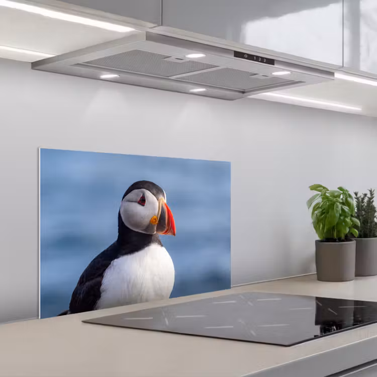 Papegaaiduiker - Portret - Natuur keuken achterwand spatscherm klein -3d_schuin