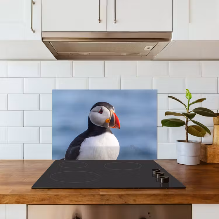 Papegaaiduiker - Portret - Natuur keuken achterwand spatscherm klein -sfeer2