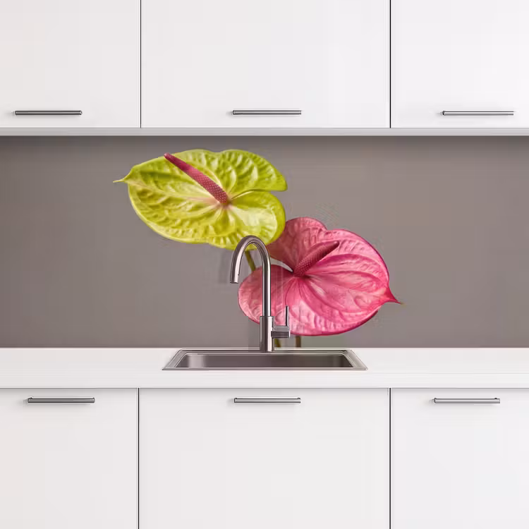 Planten - Anthurium - Groen - Roze keuken achterwand 2 middel -3d