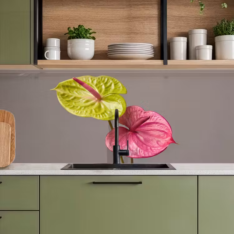 Planten - Anthurium - Groen - Roze keuken achterwand 2 middel -sfeer3
