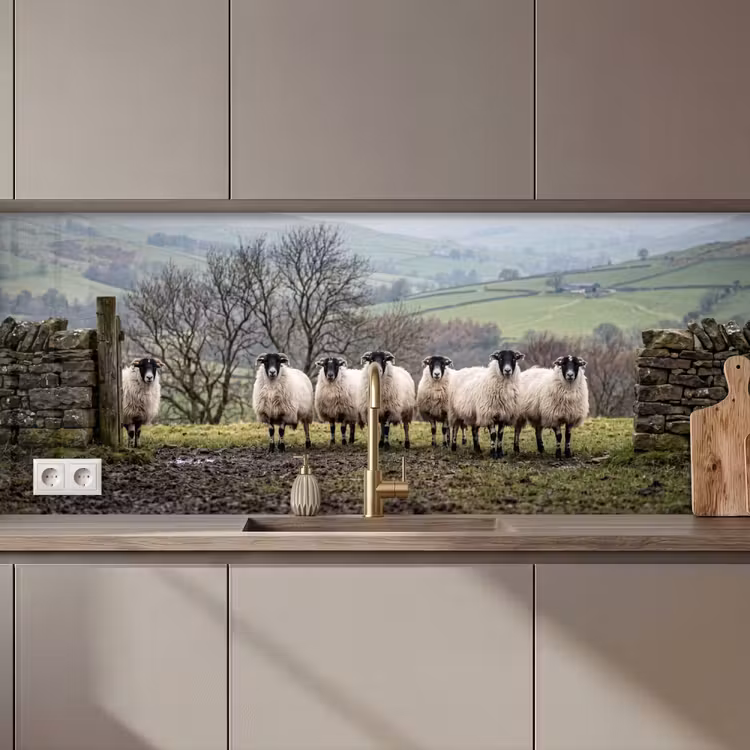 Schapen - Rij - Weide - Dieren - Platteland keuken achterwand 2 middel zz_3dshopping