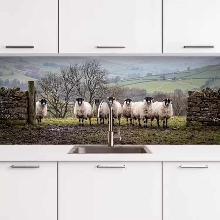 Schapen - Rij - Weide - Dieren - Platteland keuken achterwand 2 middel -3d
