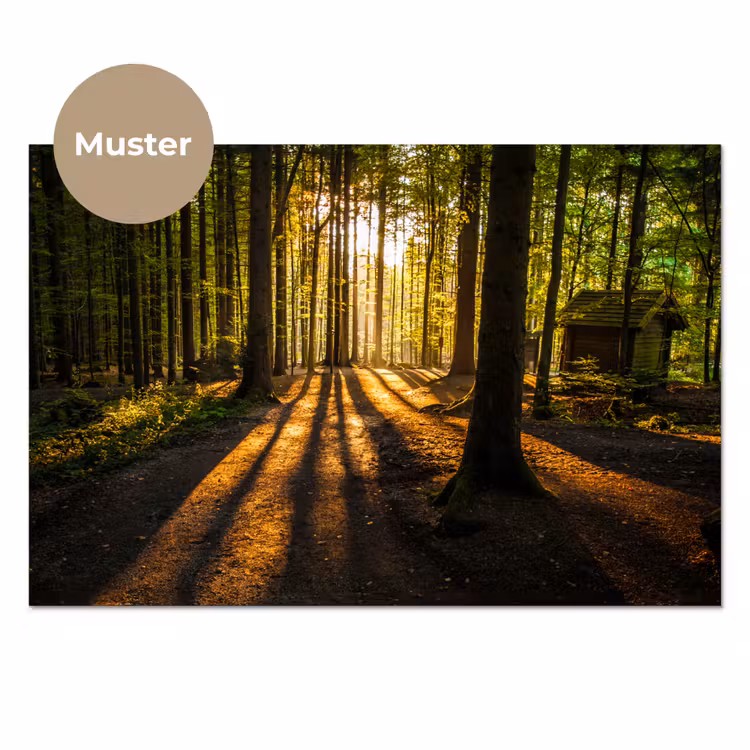 Zon - Bomen - Bos - Landschap - Natuur keuken achterwand sample klein -3d_DE