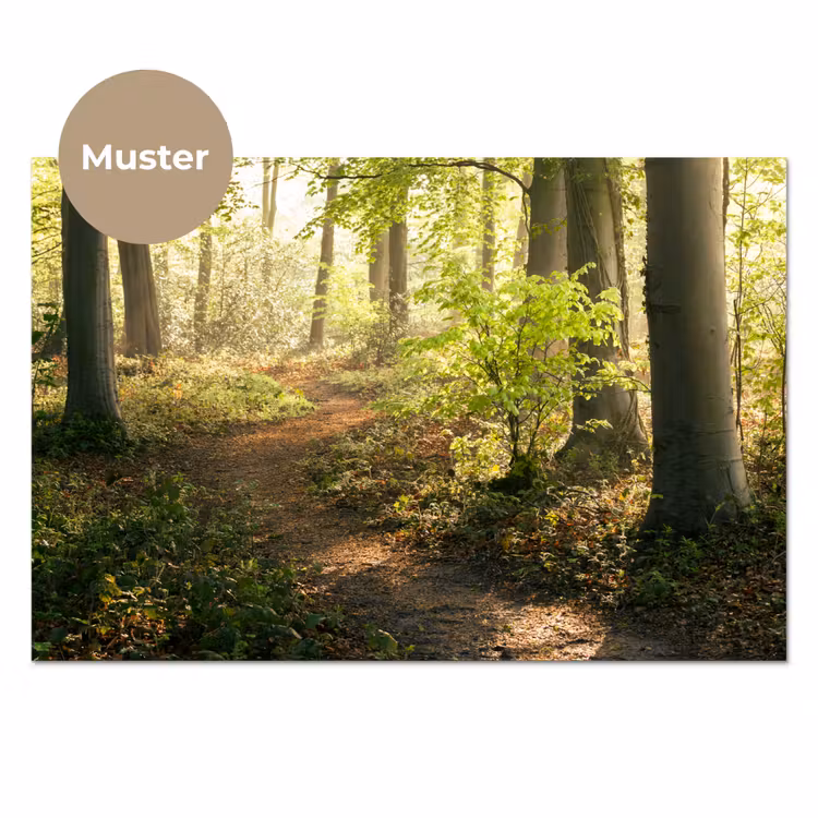 Bos - Bomen - Pad - Zon - Planten - Bladeren - Natuur keuken achterwand sample klein -3d_DE