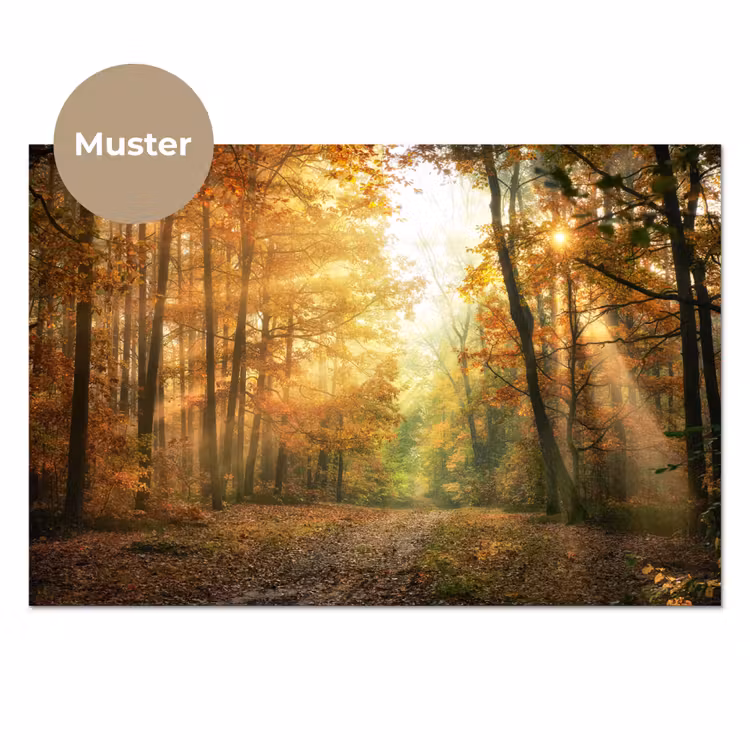 Bos - Herfst - Zon - Landschap - Natuur - Bomen - Bladeren keuken achterwand sample klein -3d_DE