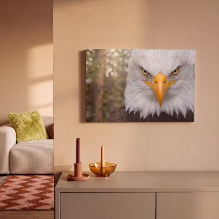 Amerikaans - Zeearend - Portret - Geel canvas 2cm klein -sfeer1
