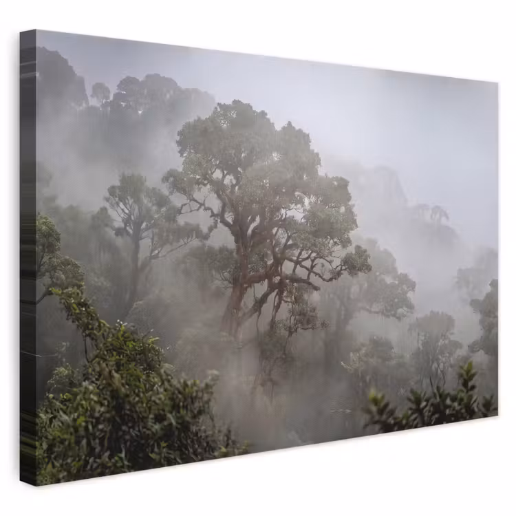 Boom - Mistig - Bos - Groen - Natuur canvas 2cm klein -3d