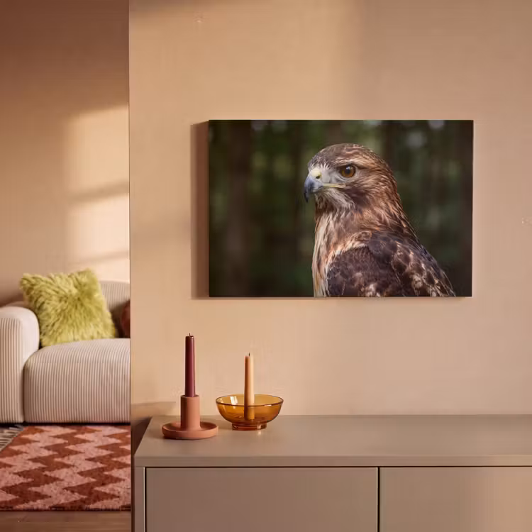 Buizerd - Roofvogel - Natuur - Bruin canvas 2cm klein -sfeer1