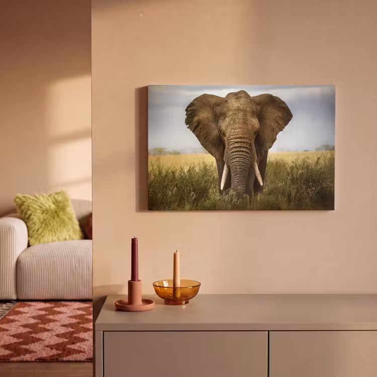 Olifant - Natuur - Gras - Dieren - Landschap canvas 2cm klein -sfeer1