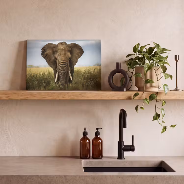 Olifant - Natuur - Gras - Dieren - Landschap canvas 2cm klein -sfeer3