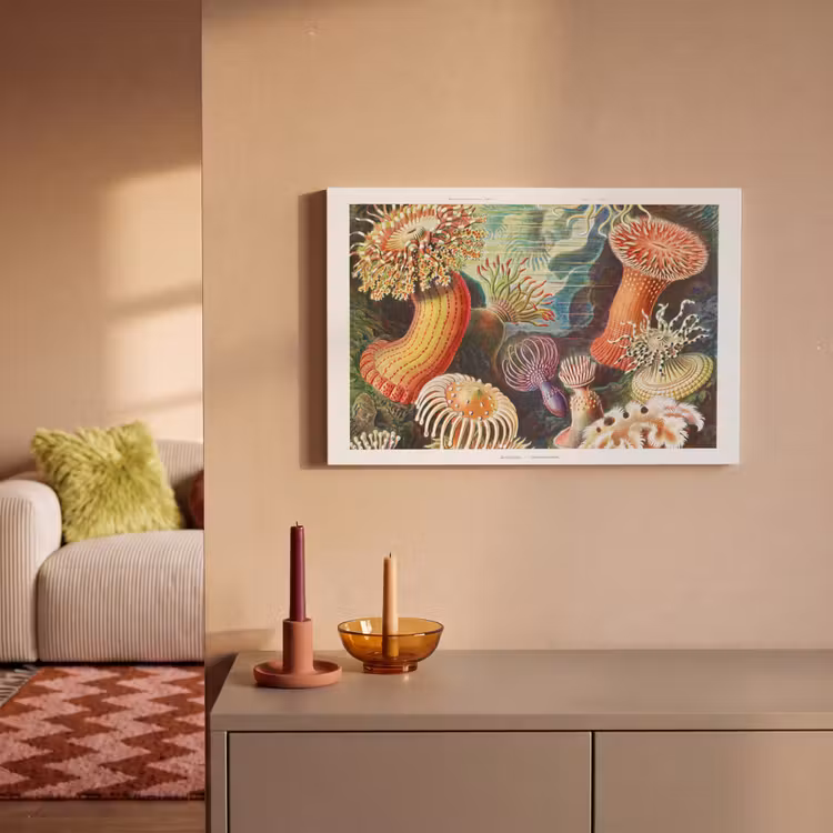 Ernst Haeckel - Anemoon - Retro - Natuur - Planten - Zee canvas 2cm klein -sfeer1