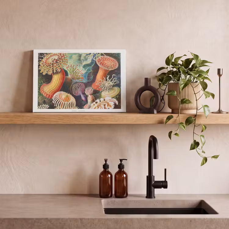 Ernst Haeckel - Anemoon - Retro - Natuur - Planten - Zee canvas 2cm klein -sfeer3