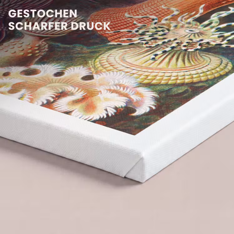 Ernst Haeckel - Anemoon - Retro - Natuur - Planten - Zee canvas 2cm klein -closeup_print_DE